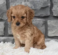 Millie, a female Cavapoo for sale in Berlin, OH – 2 of 7