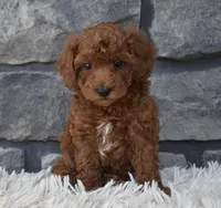 Charlie , a male Poodle - Toy  for sale in Berlin, OH – 8 of 8