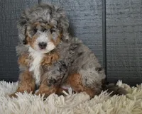 Jazzie F1b, a female Miniature Bernedoodle for sale in Berlin, OH – 5 of 5