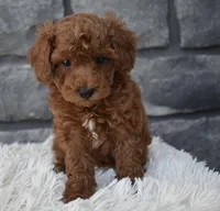Charlie , a male Poodle - Toy  for sale in Berlin, OH – 6 of 8