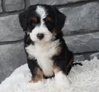 Callie, a female Miniature Bernedoodle for sale in Berlin, OH – 5 of 8