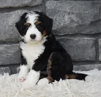  Cookie , a female Miniature Bernedoodle for sale in Berlin, OH – 5 of 8