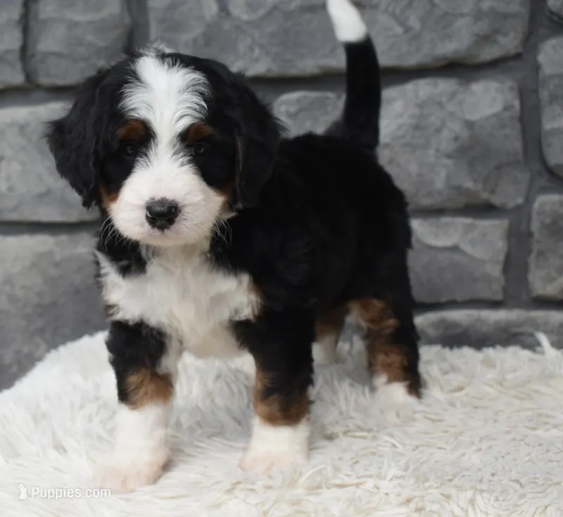 Cinnamon  – Miniature Bernedoodle puppy for sale in Berlin, OH