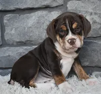 Trixie, a female English Bulldog and Beagle for sale in Berlin, OH – 3 of 4