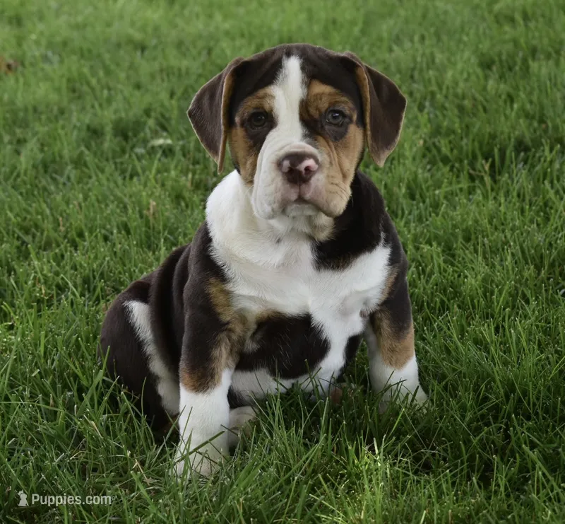 Biscuit  – English Bulldog, Beagle puppy for sale in Berlin, OH