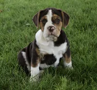 Biscuit , a female English Bulldog and Beagle for sale in Berlin, OH – 1 of 6