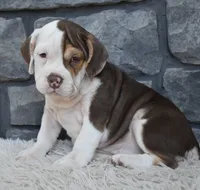 Tilly, a female English Bulldog and Beagle for sale in Berlin, OH – 3 of 4