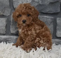 Cupcake , a female Poodle - Toy  for sale in Berlin, OH – 6 of 8
