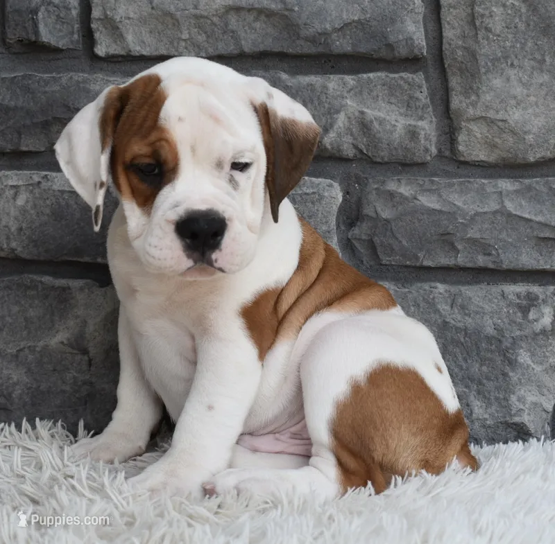 Murphy  – English Bulldog, Beagle puppy for sale in Berlin, OH