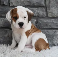 Murphy , a male English Bulldog and Beagle for sale in Berlin, OH – 1 of 4
