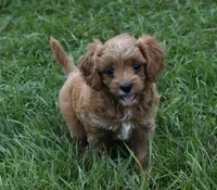 Lily, a female Cavapoo for sale in Berlin, OH – 9 of 9