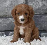 Macy, a female Cavapoo for sale in Berlin, OH – 4 of 7