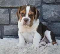 Bruno , a male English Bulldog and Beagle for sale in Berlin, OH – 3 of 5