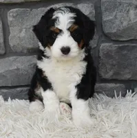  Cookie , a female Miniature Bernedoodle for sale in Berlin, OH – 4 of 8