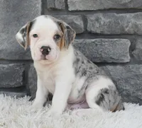 Alex , a male English Bulldog and Beagle for sale in Berlin, OH – 4 of 6