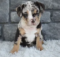 Bubba, a male English Bulldog and Beagle for sale in Berlin, OH – 4 of 6