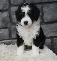 Carly , a female Miniature Bernedoodle for sale in Berlin, OH – 2 of 8