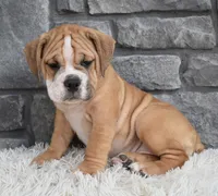 Molly , a female English Bulldog and Beagle for sale in Berlin, OH – 2 of 4