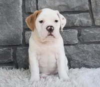 Abby , a female English Bulldog and Beagle for sale in Berlin, OH – 3 of 5