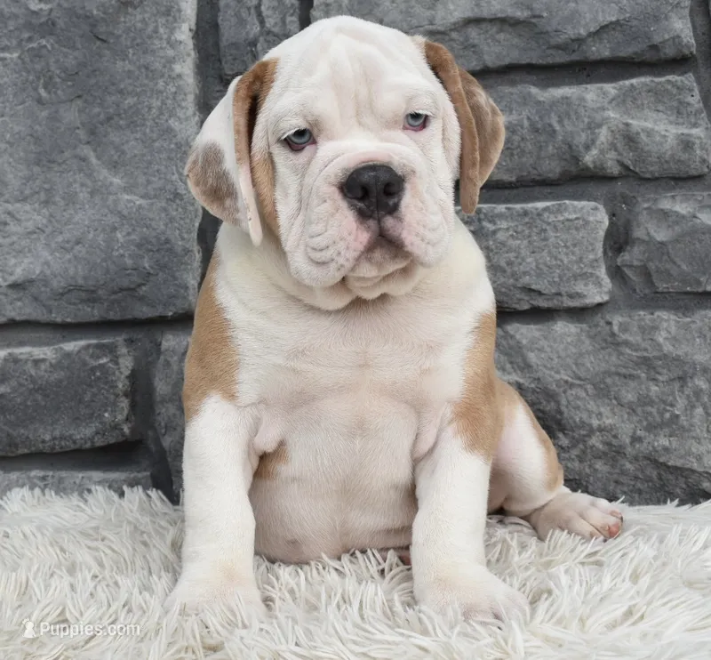 Bubba – English Bulldog, Beagle puppy for sale in Berlin, OH