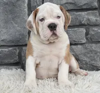 Bubba, a male English Bulldog and Beagle for sale in Berlin, OH – 1 of 5