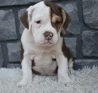 Tilly, a female English Bulldog and Beagle for sale in Berlin, OH – 2 of 4