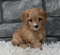 Rocky, a male Cavapoo for sale in Berlin, OH – 5 of 6