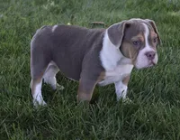 Bailey , a female English Bulldog and Beagle for sale in Berlin, OH – 4 of 6