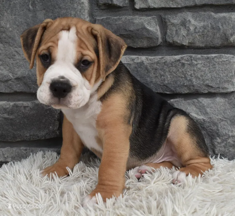 Tater – English Bulldog, Beagle puppy for sale in Berlin, OH