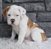 Abby , a female English Bulldog and Beagle for sale in Berlin, OH – 1 of 5