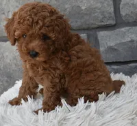 Cash , a male Poodle - Toy  for sale in Berlin, OH – 6 of 9