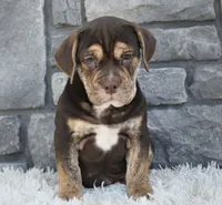 Buster , a male English Bulldog and Beagle for sale in Berlin, OH – 2 of 3
