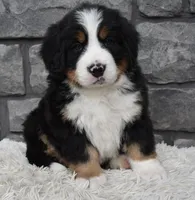 Brady , a male Bernese Mountain Dog for sale in Berlin, OH – 5 of 7