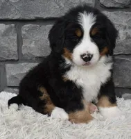 Brady , a male Bernese Mountain Dog for sale in Berlin, OH – 4 of 7