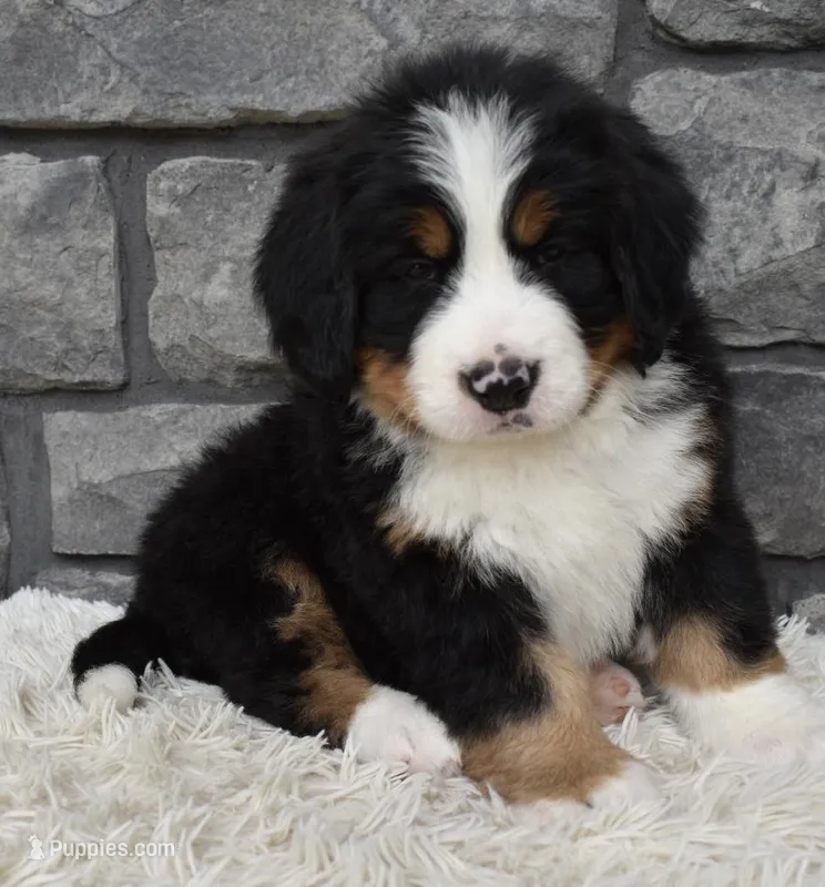 Brady , a male Bernese Mountain Dog for sale in Berlin, OH – 1 of 7