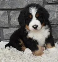 Brady , a male Bernese Mountain Dog for sale in Berlin, OH – 1 of 7