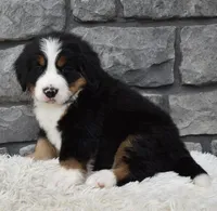 Brady , a male Bernese Mountain Dog for sale in Berlin, OH – 7 of 7