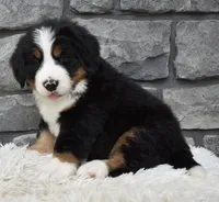Brady , a male Bernese Mountain Dog for sale in Berlin, OH – 3 of 7