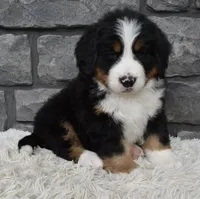 Brady , a male Bernese Mountain Dog for sale in Berlin, OH – 6 of 7