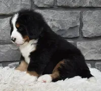 Brady , a male Bernese Mountain Dog for sale in Berlin, OH – 2 of 7