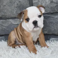Miles, a male English Bulldog and Beagle for sale in Berlin, OH – 3 of 5