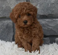 Cash , a male Poodle - Toy  for sale in Berlin, OH – 1 of 9