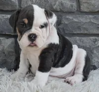 Bella , a female English Bulldog and Beagle for sale in Berlin, OH – 3 of 5
