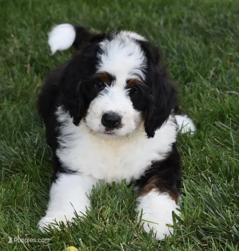 Cuddles – Miniature Bernedoodle puppy for sale in Berlin, OH
