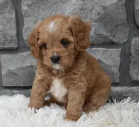 Miles, a female Cavapoo for sale in Berlin, OH – 2 of 8