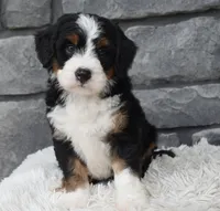 Callie, a female Miniature Bernedoodle for sale in Berlin, OH – 3 of 8