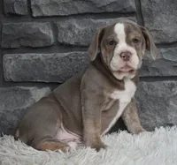 Tammy , a female English Bulldog and Beagle for sale in Berlin, OH – 4 of 4