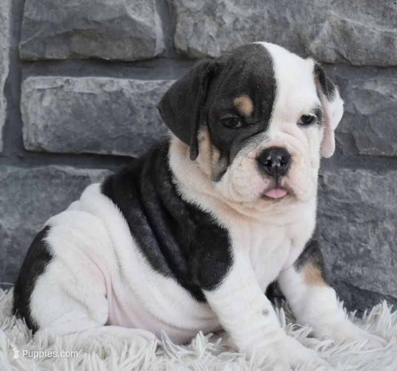 Bella  – English Bulldog, Beagle puppy for sale in Berlin, OH