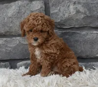 Chloe , a female Poodle - Toy  for sale in Berlin, OH – 5 of 6