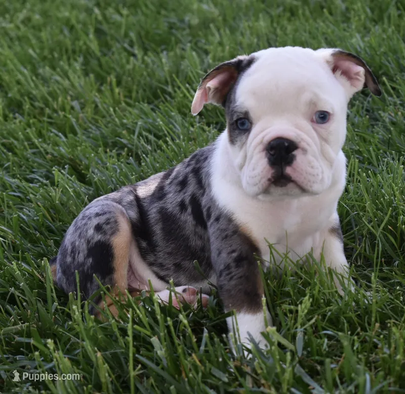 Max – English Bulldog, Beagle puppy for sale in Berlin, OH